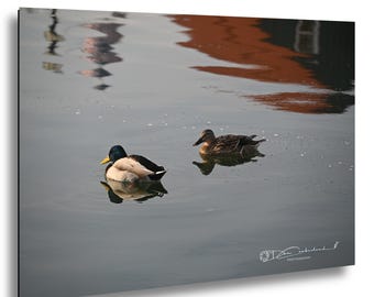 Annapolis Ego Alley Mallards Wall Art, Mallards Photograph