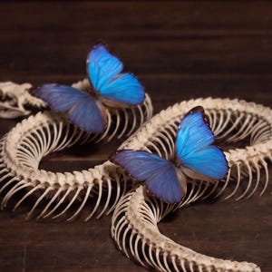 Peut inclure: Deux papillons Morpho bleu vif aux bords d'ailes sombres sont posés sur un squelette de serpent enroulé de couleur blanc cassé. La structure squelettique présente une colonne vertébrale détaillée et un crâne, contrastant avec les ailes bleues.