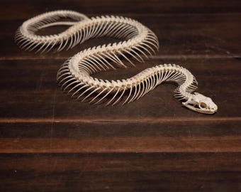 Articulated Snake Skeleton Replica, Realistic Vertebrae Detail, Gothic Curiosity Cabinet Bone Sculpture Decor