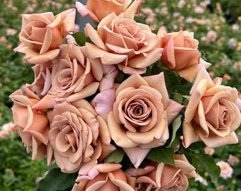 Koko Loko Floribunda Rose Live Own Root Plant Repeat Blooming Garden Rose