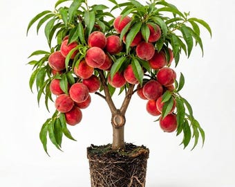 Peach Tree Live Plant Sweet Fruit Tree for Outdoor Garden and Patio Growing