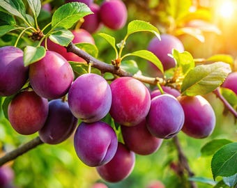 Lot de 2 semis de prunier américain sucré : arbres fruitiers vivants à planter
