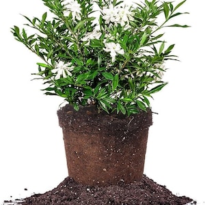 Plante vivante de gardénia résistante au gel dans un pot de 1 gallon, arbuste parfumé à feuilles persistantes
