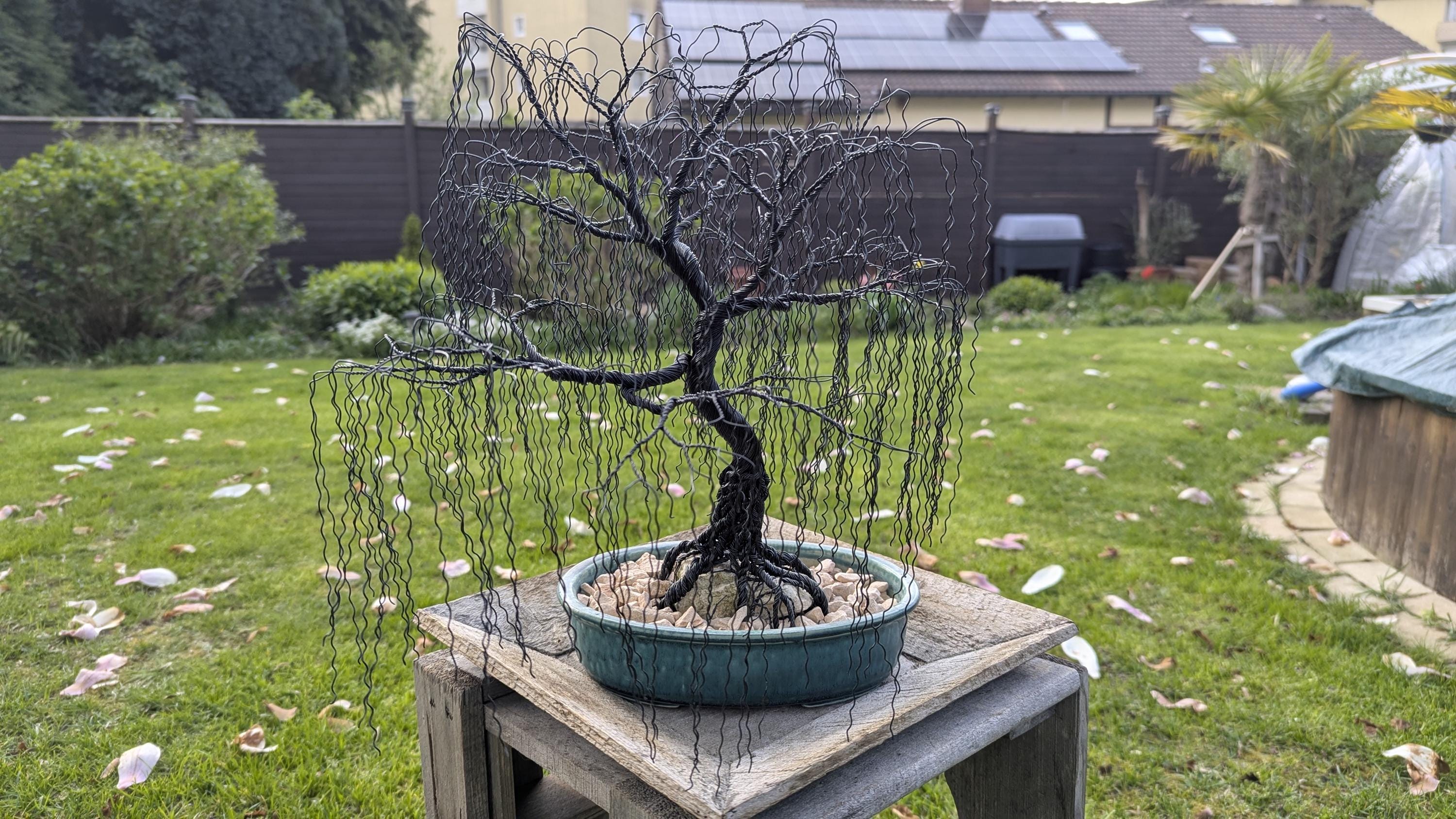 bonsais pino Bonsai Kokedama Pino de 3 años en Piedra – Habibi main image 0
