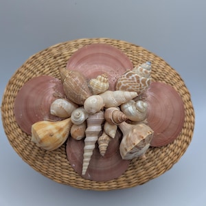 Könnte beinhalten: Ein ovaler geflochtener Korb mit einem Deckel, der mit einer Ansammlung verschiedener Muscheln verziert ist. Das Arrangement besteht aus vier großen, flachen, rosabraunen Kammmuscheln als Basis, belegt mit einer Vielzahl kleinerer, strukturierter Spiralmuscheln.