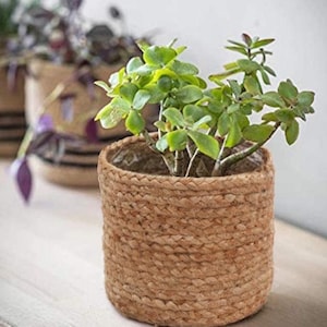 Könnte beinhalten: Ein kleiner, runder Pflanztopf aus geflochtenem Jute, gefüllt mit einer grünen Pflanze mit kleinen, runden Blättern. Der Topf hat eine natürliche beige Farbe und eine geflochtene Textur. Weitere Pflanzen in ähnlichen Töpfen befinden sich im Hintergrund.