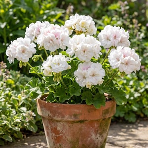 Pelargonium LiA Silfida | Rzadki ukraiński pelargonia zonartyczna | Kremowe kwiaty pomponowe | Kolekcja rodzinna LiA | Żywa roślina w doniczce