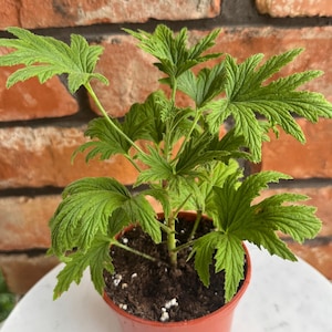 May include: A small green plant with deeply lobed, serrated leaves growing in a terracotta-colored plastic pot filled with dark potting soil containing small white perlite particles, showcasing a vibrant and healthy foliage structure.