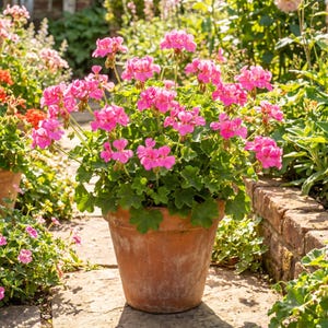 May include: A terracotta pot containing a vibrant geranium plant with numerous clusters of bright pink flowers and rounded green leaves. The plant is positioned outdoors, displaying multiple stems extending upwards from the central clay container.