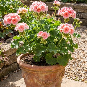 May include: A potted geranium plant featuring clusters of soft pink, ruffled flowers and rounded, vibrant green leaves. The plant is housed in a weathered, terracotta-coloured clay pot with a decorative embossed band around the upper exterior.