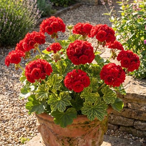 May include: A potted geranium plant featuring clusters of vibrant red, multi-petaled flowers and green leaves with distinct yellow-green variegated edges. The plant is housed in a weathered, round terracotta pot with a decorative relief pattern.