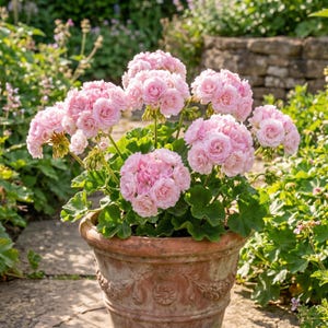 May include: A potted plant featuring multiple clusters of light pink, ruffled flowers with dense, layered petals. The plant has dark green, rounded leaves and is housed in a weathered, terracotta-coloured clay pot with decorative relief patterns.