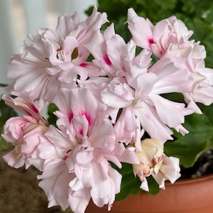 May include: A potted geranium plant featuring clusters of ruffled, pale pink flowers with vibrant magenta centers. The petals have a delicate, wavy texture, and the plant is housed in a simple, ribbed terracotta-colored plastic pot.