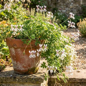 May include: A terracotta pot with a weathered, rustic finish containing a scented geranium plant. The plant features deeply lobed, bright green leaves and delicate white flowers with thin, dark purple streaks on the upper petals.