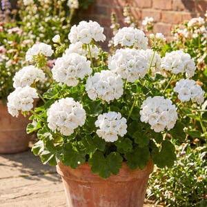May include: A potted geranium plant featuring numerous clusters of bright white flowers with rounded petals. The plant has vibrant green, lobed leaves and is contained within a round, weathered terracotta pot with a wide rim and tapered base.