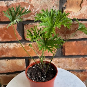 May include: A potted plant with deeply lobed, serrated green leaves extending from thin stems. The plant is housed in a simple, solid-colored terracotta-toned plastic pot filled with dark potting soil containing small white perlite particles.