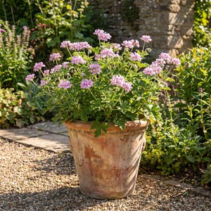 May include: A potted geranium plant with numerous small, light pink flowers and green, lobed leaves. The plant is housed in a weathered, round terracotta pot with a wide rim and a textured, earthy brown surface showing signs of age and wear.
