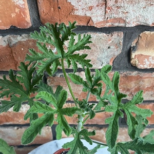 May include: A potted plant with deeply lobed, serrated green leaves and a fuzzy texture. The plant features thin, upright stems and is growing in a small, round, reddish-brown plastic container filled with dark potting soil and white perlite.