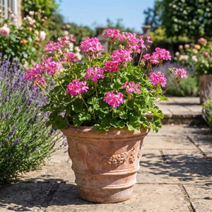May include: A terracotta planter with a decorative embossed garland pattern around the rim, containing a vibrant geranium plant with numerous bright pink flowers and lush green leaves, positioned on a stone patio in a garden setting.