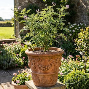 May include: A terracotta planter with a relief design of figures and garlands, containing a green plant with small light purple flowers. The pot has a wide rim and a tapered base with leaf carvings, standing on a stone pedestal in a garden.