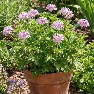 May include: A potted plant with light pink flowers featuring dark purple markings on the petals and deeply lobed green leaves. The plant is housed in a weathered, round terracotta pot with a wide rim, displaying a natural, earthy orange-brown tone.