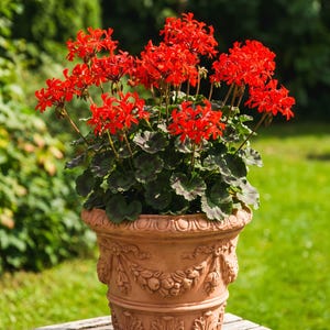 May include: A terracotta planter with ornate relief carvings of swags and foliage, containing a vibrant geranium plant with clusters of bright red flowers and dark green, rounded leaves with subtle dark centres, set in a garden environment.