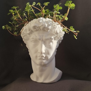 Può includere: Un vaso a forma di busto bianco che raffigura una testa maschile classica con capelli ricci. La parte superiore della testa è aperta e funge da contenitore per una pianta verde con piccole foglie arrotondate che si estendono dalla scultura.