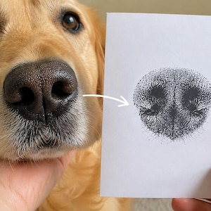 May include: A close-up of a Golden Retriever's nose, with a detailed drawing of the dog's nose on a white card. The dog's nose is black and wet, with a textured surface. The drawing is in black and white.