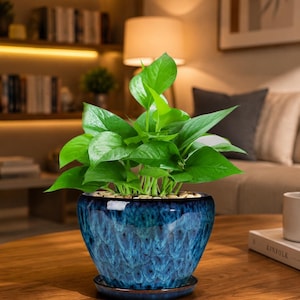 May include: A vibrant green pothos plant with heart-shaped leaves potted in a round, deep blue ceramic planter. The pot features a glossy, mottled glaze with darker blue and black accents, resting on a matching circular saucer filled with small stones.