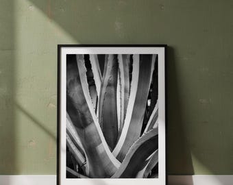Impression numérique, Jardins de Palerme - Agave, Photographie numérique noir et blanc