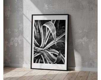 Digitale print, tuinen van Palermo, agave americana, digitale zwart-witfoto