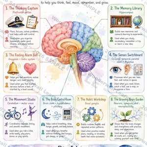 Human Brain Parts Functions Learning Poster (Lower Upper Elementary)