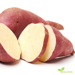 May include: A whole sweet potato with reddish-purple skin and two sliced cross-sections revealing a pale cream-coloured interior. The vegetable has a smooth, elongated shape with visible small indentations on the skin and a firm, light-coloured flesh.