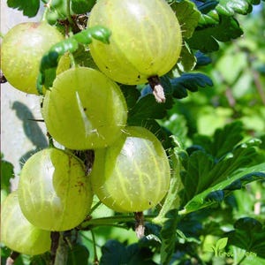 May include: A cluster of round, translucent light green gooseberries hanging from a branch with serrated leaves. The berries feature fine, hair-like bristles on their skins and visible internal veins, showcasing their fresh, raw state on the plant.
