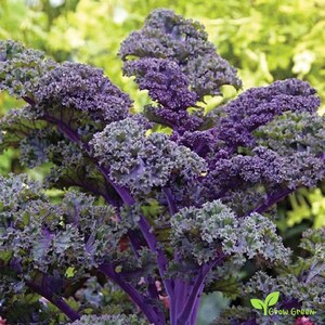 May include: A vibrant purple ornamental kale plant featuring densely packed, ruffled leaves with intricate, curly edges. The plant displays a deep, rich violet hue throughout its foliage, with stems that transition into a lighter, bright purple shade.