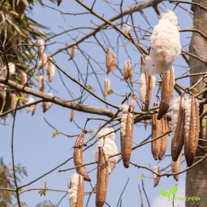 May include: A kapok tree with numerous brown, elongated seed pods hanging from thin branches against a clear blue sky. Several pods are split open, revealing fluffy, white, cotton-like fibres bursting from the interior of the woody husks.