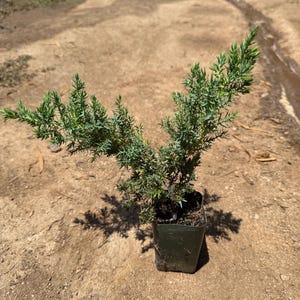 May include: A small, young juniper plant with needle-like, blue-green foliage growing in a dark green plastic nursery pot. The plant features two main upward-reaching branches with dense, textured needles, standing upright in the container.