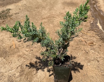 Enebro – Arbusto de hoja perenne para jardines exteriores