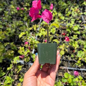 Op de afbeelding: Een kleine bougainvillea-plant met levendige magenta schutbladeren en groene bladeren, geplant in een vierkante donkergroene plastic kweekpot. De plant heeft een dunne, houtachtige stengel en verschillende roze bloemstructuren.