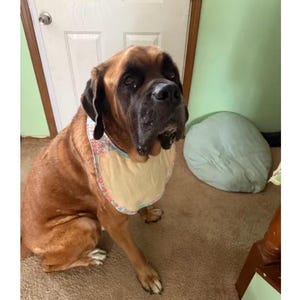 May include: A large brown dog with a black muzzle wearing a bib. The bib features a solid light yellow center panel surrounded by a decorative border with a multi-colored floral pattern in shades of pink, blue, and orange against a white background.