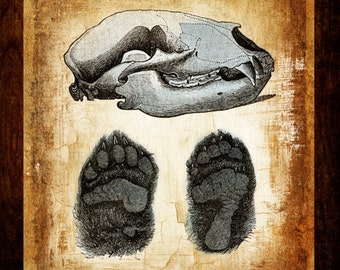 Bear Evidence Footprints Skull Gold Hunting Print for Den Walls 14" x 16" Canvas-Wrapped Frame: Man Cave Series