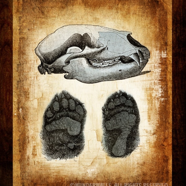 Cave Bear Skull Etsy