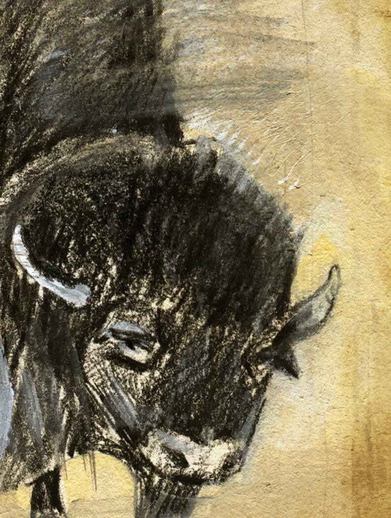 May include: A black and white charcoal drawing of a bison's head with a textured background.
