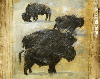 Bison Herd Buffalo Charcoal Pencil on Gold Brown Antique Paper Large 16" x 20" Canvas-Wrapped Frame: Bison Herd