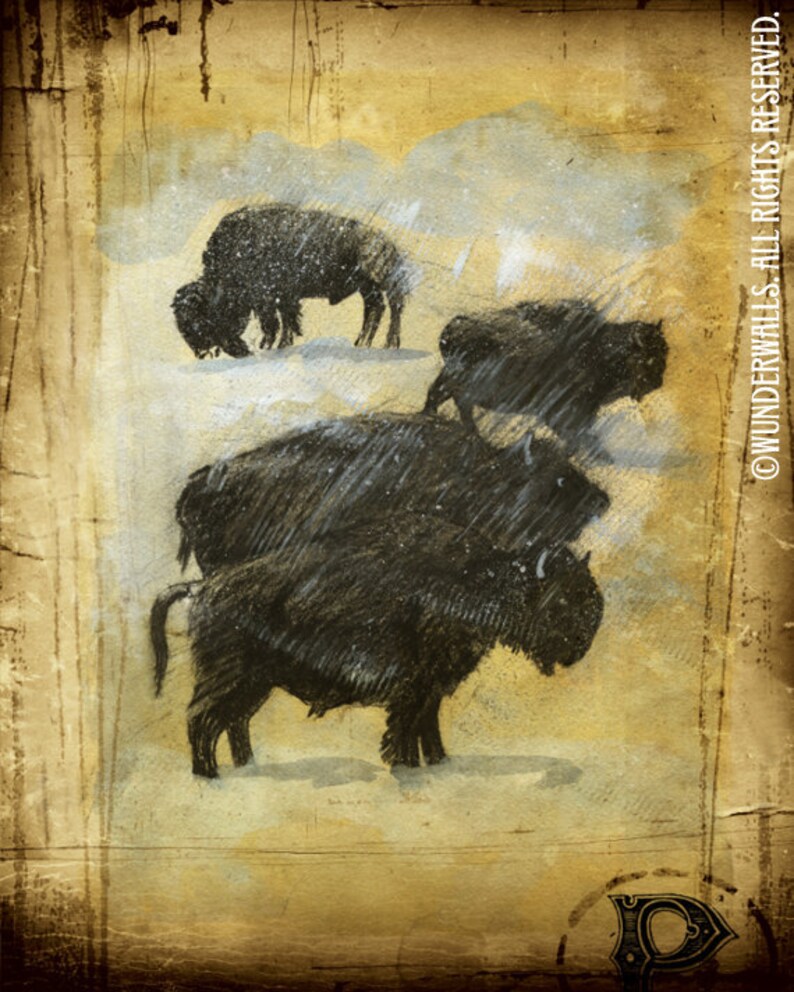 May include: A vintage illustration of a herd of bison in a snowy landscape. The bison are depicted in a dark charcoal color against a light background. The image has a textured, aged look, suggesting it is an antique print.