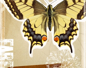 Butterfly Yellow Swallowtail Blue Orange Collage Large 16" x 20" Canvas-Wrapped Frame: Four