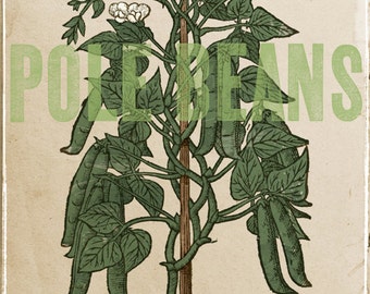 Garden Pole Beans Green Woodcut On Antiqued Background Large 16" x 20" Canvas-Wrapped Frame: One