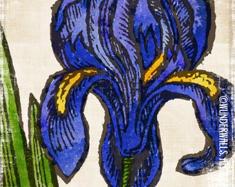 Iris Blue Yellow Flower on Watercolor Linen Botanical Large 16" x 20" Canvas-Wrapped Frame: Single Iris