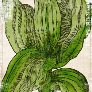 Puede incluir: Una ilustración botánica vintage de una planta verde con hojas grandes y texturizadas. Las hojas están dispuestas en espiral, creando una sensación de movimiento y crecimiento.