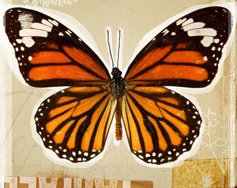 Butterfly Orange Monarch Collage Large 16" x 20" Canvas-Wrapped Frame: Three